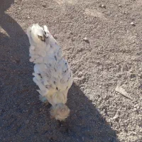 4 تا مرغ سلطان اصل