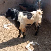 کهره چپش نر ، پازن، بز|حیوانات مزرعه|شیراز, کوشک بیدک|دیوار