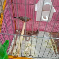 فنج با قفس و لوارم