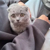 گربه اسکاتیش ماده