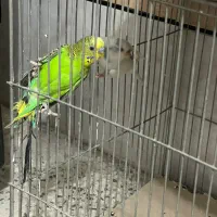 سه جفت مرغ عشق|پرنده|خمینی‌شهر, |دیوار