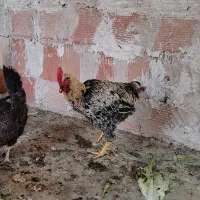 خروس لاری جوان