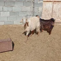 بزه کهردار|حیوانات مزرعه|ارسنجان, |دیوار