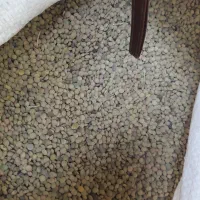 عدس امسال پاک شده تمیز