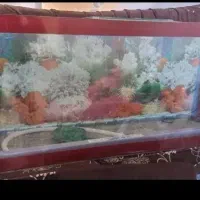 اکواریوم