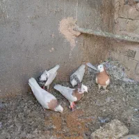 کفتر طوقی