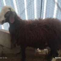 بره قوچی