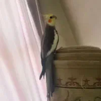 عروس نر دستی سخنگو ب شرط حرف زدن فیلم حرفش هس فوری