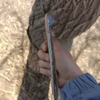 نعل|اسب و تجهیزات اسب‌سواری|نظرآباد, نظرآباد|دیوار