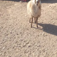 چهار راس بره نر چاق چاق|حیوانات مزرعه|گزیک, |دیوار