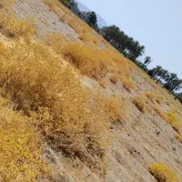 نیم هکتار زمین کشاورزی  ۸۰۰ تومن
