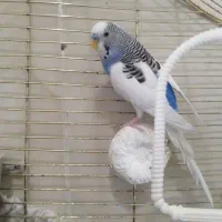 یک جفت مرغ عشق زیبا|پرنده|اسلامشهر, شهرک لاله|دیوار