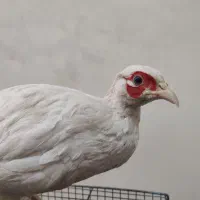 مرغ آمریکایی ، هلندی ، کاکلی