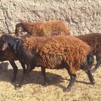 فروش قوچ همو دو دندان قزل افشار|حیوانات مزرعه|خواف, |دیوار