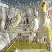 طوطی  عروس هلندی گرینچیک