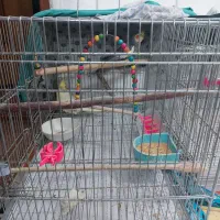 دو جفت عروس هلندی|پرنده|مبارکه, |دیوار