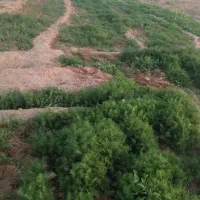 شوید اسفناج