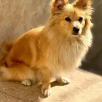 سگ اشپیتز پامریان 6ماهه