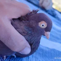 کفتر زاغ و سرخ آبادانی