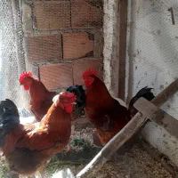 خروس محلی و گلین|حیوانات مزرعه|ساری, |دیوار