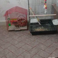 طوطی برزیلی وعروس|پرنده|ایلام, |دیوار