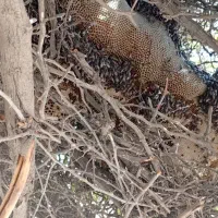 عسل محلی با موم وصاف شده موجود مقدار محدود|خوردنی و آشامیدنی|اسیر, |دیوار