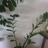 آگلونما شفلرا وزاموفیلیا|گل و گیاه طبیعی|کرمانشاه, |دیوار