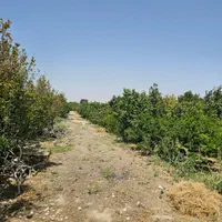 باغات ۱۰۰۰متری با آبو برق وگاز جادهدیل آباد|فروش زمین و ملک کلنگی|ساوه, |دیوار