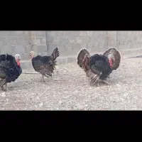 فروش بوقلمون محلی