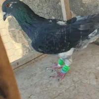 سبز نیم تنه قره سینه