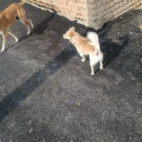 سگ پامر روباهی|سگ|ماهیدشت, |دیوار