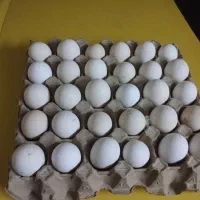 تخم مرغ گلین اصل فول ریش