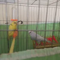 مرغ عشق و طوطی برزیلی