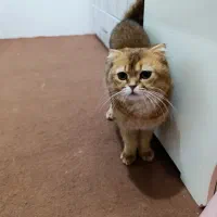 یک قلاده سگ و گربه