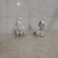 جوجه طوق شکلاتی|پرنده|شوشتر, |دیوار