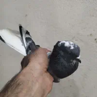 کبوتر|پرنده|هشتگرد, تهران دشت|دیوار