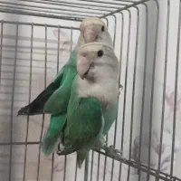 کوتوله مولد رنگ خاص بشرط ۶ تخم و جوجه