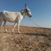 حیوانات|حیوانات مزرعه|طاغنکوه, |دیوار