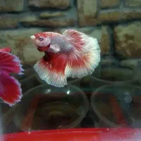 ماهی زینتی|ماهی|سبزوار, پیام|دیوار