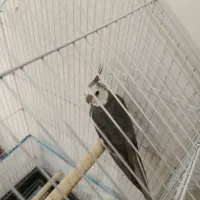 طوطی عروس نر