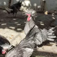 خروس لهستانی اصیل و سالم|حیوانات مزرعه|سنندج, |دیوار