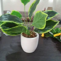 مجموع  ۶ عدد گل مصنوعی  نو عمده  فروش|گل مصنوعی|ملارد, |دیوار