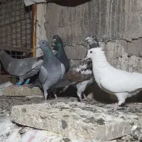 پلاکی|پرنده|شیراز, عادل آباد|دیوار