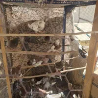 کبوتر(کفتر) تهرانی|پرنده|اصفهان, کوی امیریه|دیوار