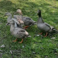 اردک مرغابی|حیوانات مزرعه|رشت, حافظ آباد|دیوار