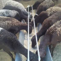 تعداد یازده راس میش وکاورافشاری درجه یک|حیوانات مزرعه|مشهد, کوی المهدی|دیوار