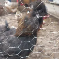 خروس ابریشم