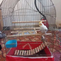عروس هلندی