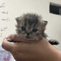 واگذاری پرشین هیماایین