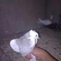کبوتر طوقی|پرنده|دهدشت, |دیوار